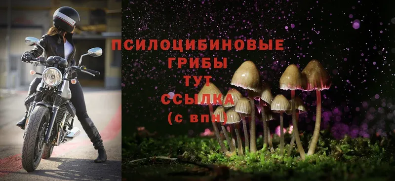 mega онион  Грайворон  Псилоцибиновые грибы Cubensis 